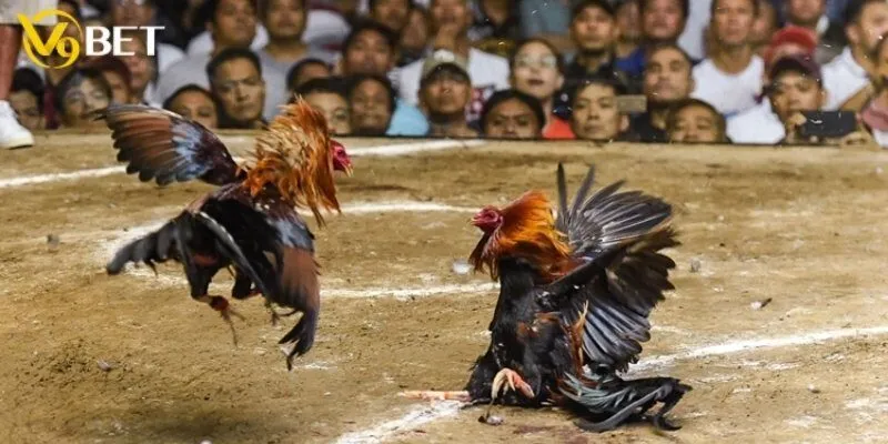 Đá gà cựa dao là gì?