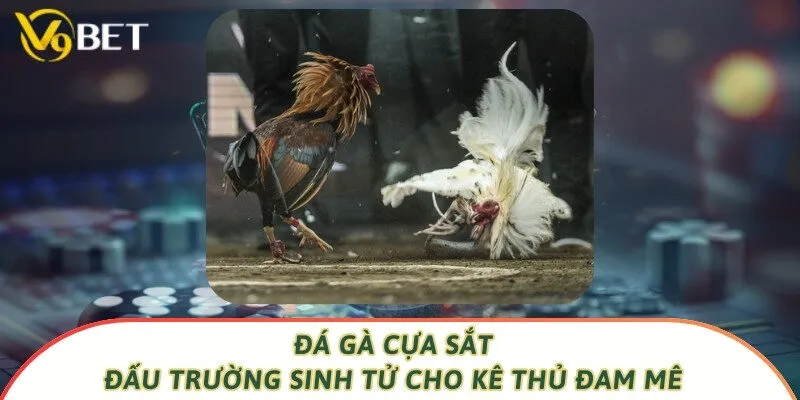 Đá Gà Cựa Sắt - Đấu Trường Sinh Tử Cho Kê Thủ Đam Mê